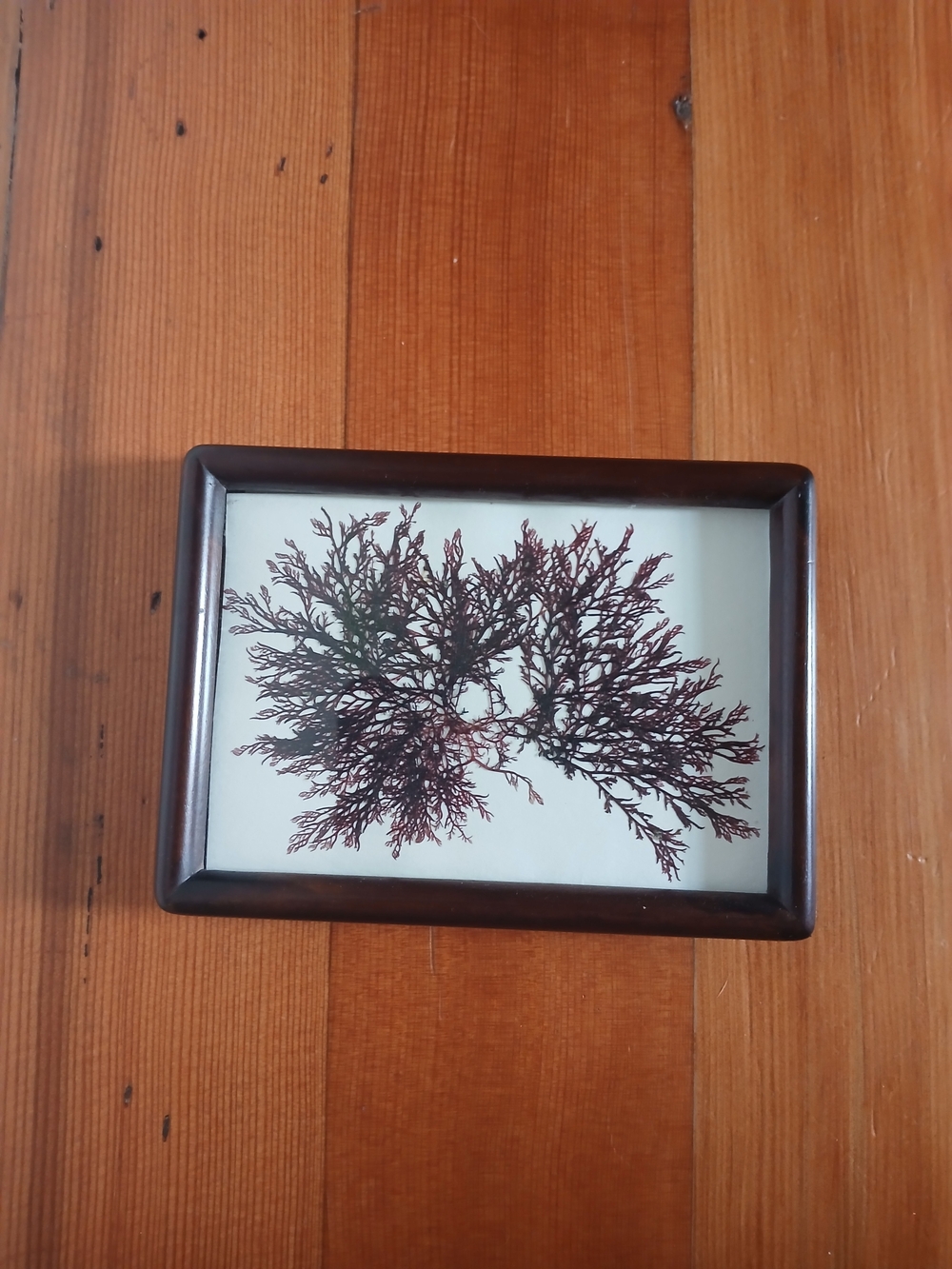 Framed Natural Seaweed Art in Dark Brown Frame